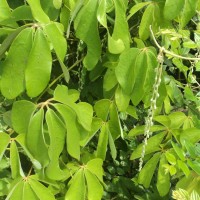 Dioscoreaceae